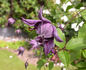 Flore Pleno clematis photo