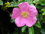 <i>Rosa</i> X 'Nitiponensis' rose photo