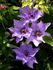 Königskind blau clematis photo