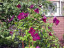 Royal Velours clematis photo