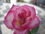Brighton Cardinals rose photo