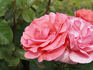 Coral Queen Elizabeth rose photo