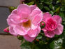 Bournonville ™ rose photo