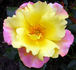Sekel rose photo