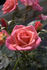 Electric Lady rose photo