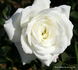 Bride's White rose photo