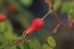 Pruhoniciana Hillieri rose photo