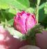 Jon Singer rose photo