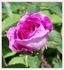 Jon Singer rose photo