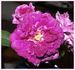 Jon Singer rose photo