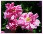 Toujours Gai rose photo