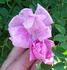 Toujours Gai rose photo