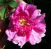 Toujours Gai rose photo