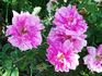 Toujours Gai rose photo
