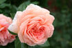 Dakota's Song rose photo