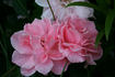 Grace Note rose photo