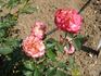 Frantisek Chorvát rose photo