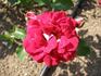 Chopat rose photo