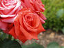 Joseph Sauvageot rose photo