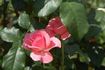 Desirée ® rose photo