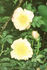 Canary Bird rose photo
