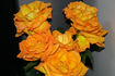 Miracle ™ rose photo