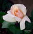 Lorenzo Pahissa rose photo