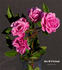 Mrs. W. H. Cutbush rose photo