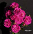 Stadtrat Meyn rose photo
