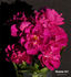 Madame Taft rose photo