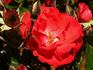 Cinnabar rose photo