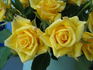 Erin Alonso ™ rose photo