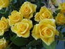 Erin Alonso ™ rose photo