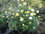 Erin Alonso ™ rose photo