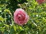 Bengali rose photo