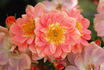 Carmela rose photo