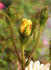 10-05-09 rose photo