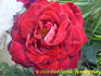 Black Garnet rose photo