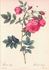 <i>Rosa rapa</i> Bosc rose photo