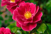 11-96-10 rose photo