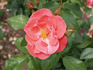Dr. van de Plassche rose photo