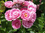 Feu de Bengale rose photo