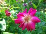 Deschamps rose photo