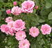 Herbie rose photo