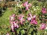 Inspiration clematis photo