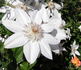 Henryi clematis photo