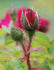 12-59-10 rose photo