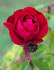12-59-10 rose photo