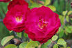 12-59-10 rose photo
