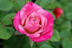 Chelsea rose photo